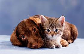 Dogs Vs Cats